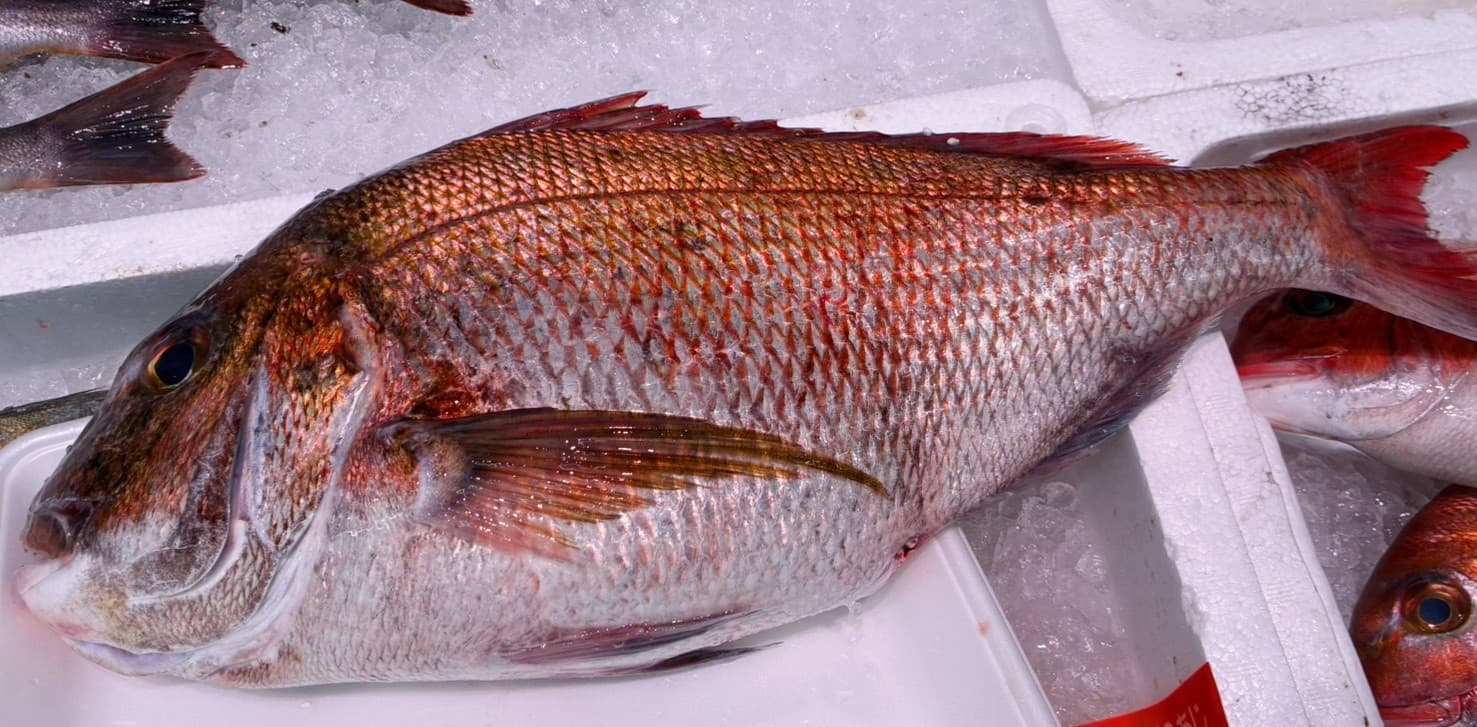 氷の上に並べられた、魚屋から届いた新鮮な魚